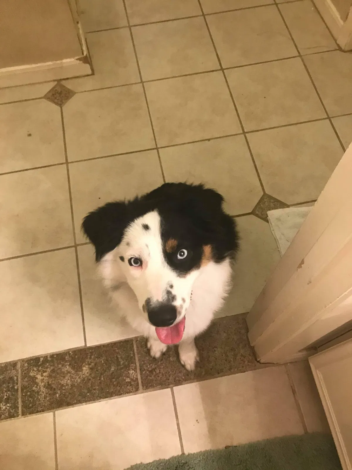 Lost dog in Weatherford, TX, 76088