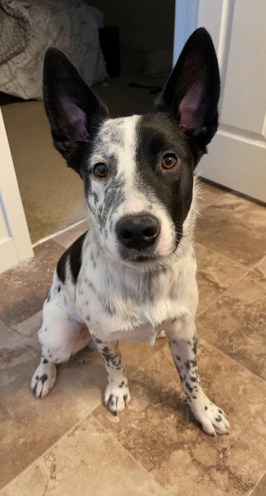 Lost dog in Herriman, UT, 84096