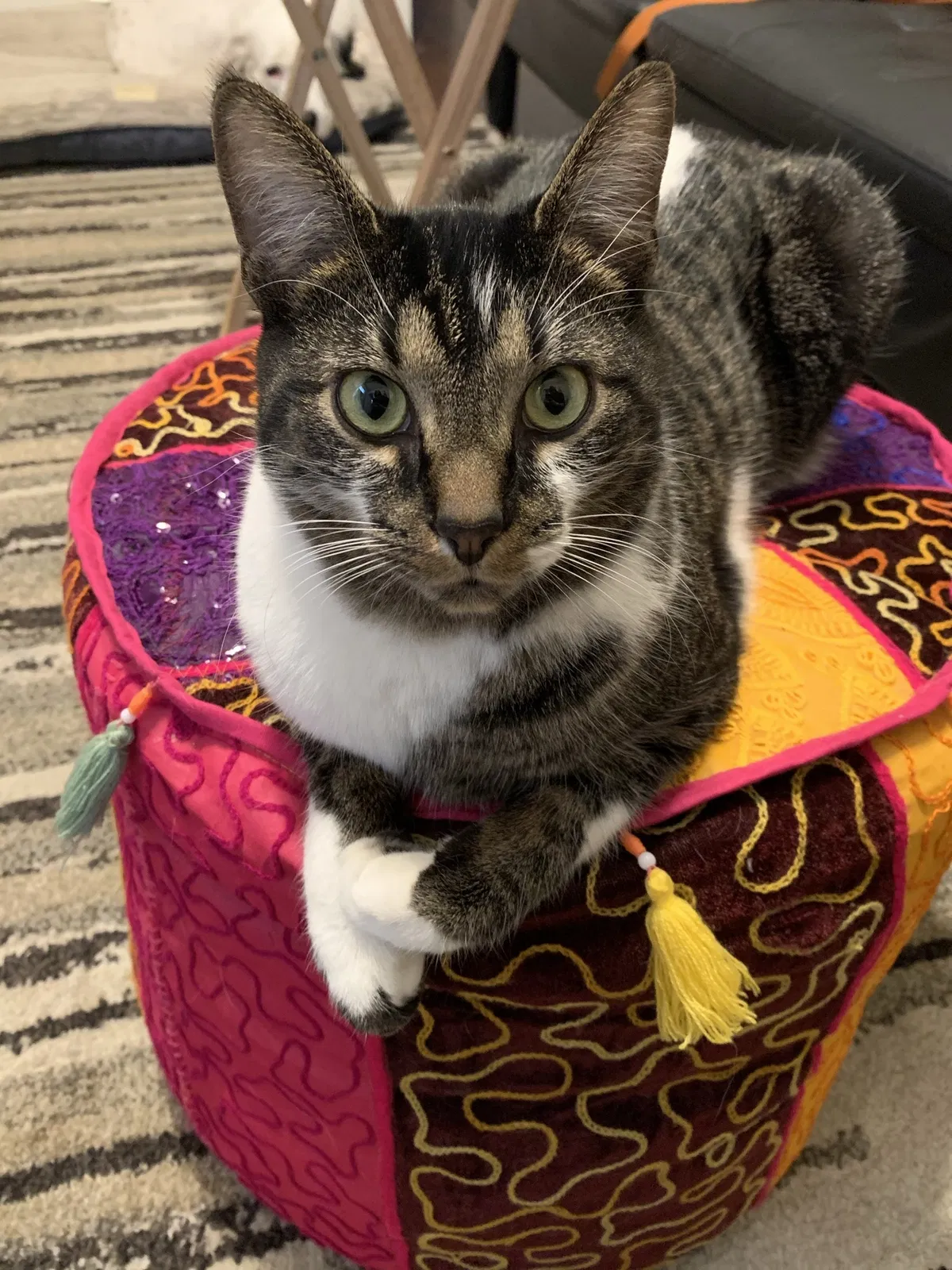Lost cat in Columbus, OH, 43206