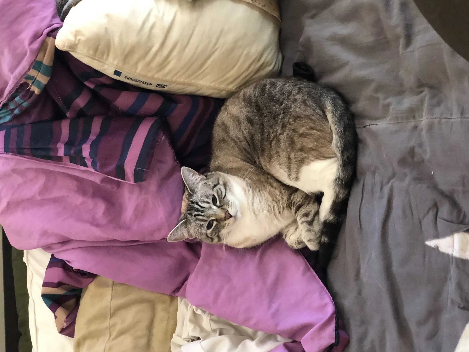 Lost cat in Hoodsport, WA, 98548