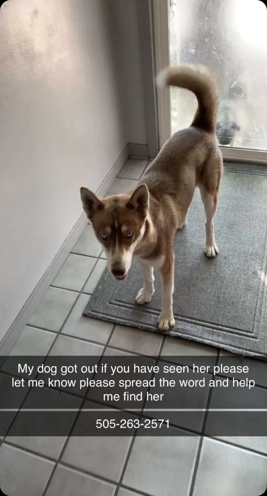 Lost dog in Albuquerque, NM, 87105