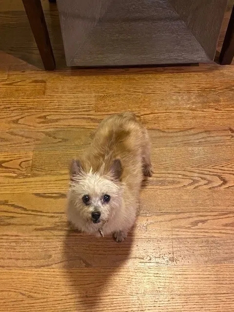 Lost dog in Sibley, MO, 64088