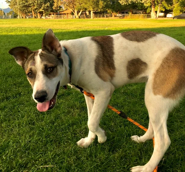Lost dog in Albuquerque, NM, 87123