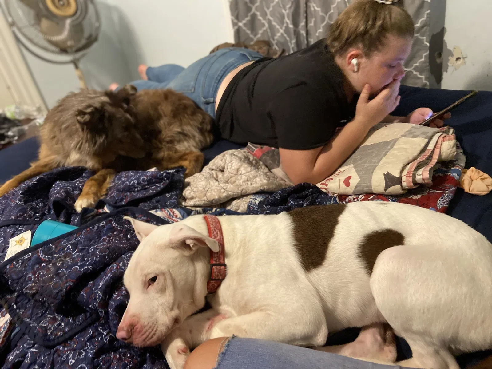 Lost dog in Springboro, OH, 45066
