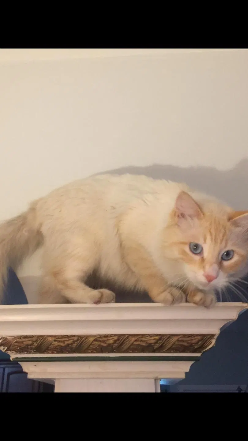 Lost cat in Wyckoff, NJ, 7481