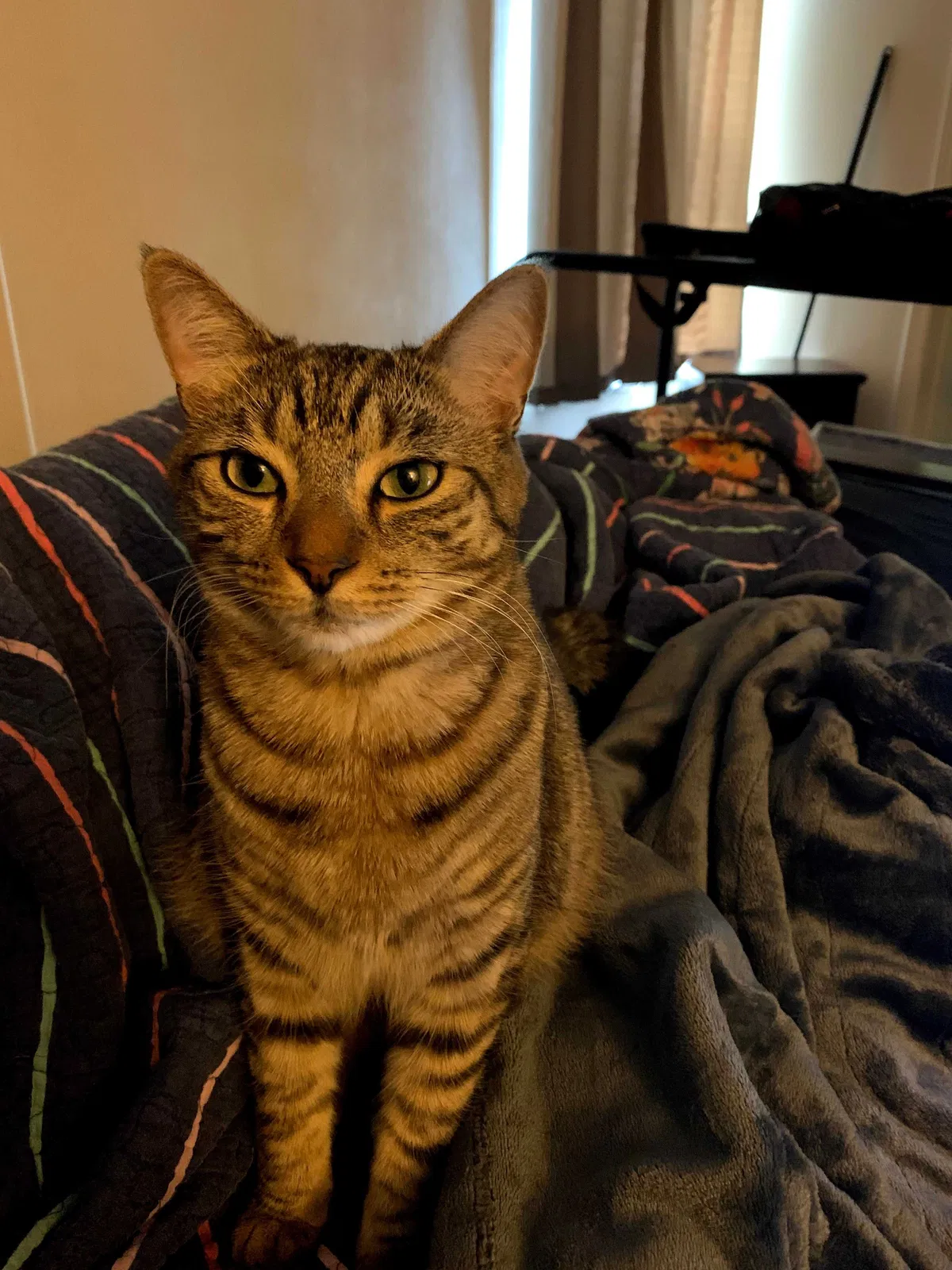 Lost cat in Commerce, GA, 30529