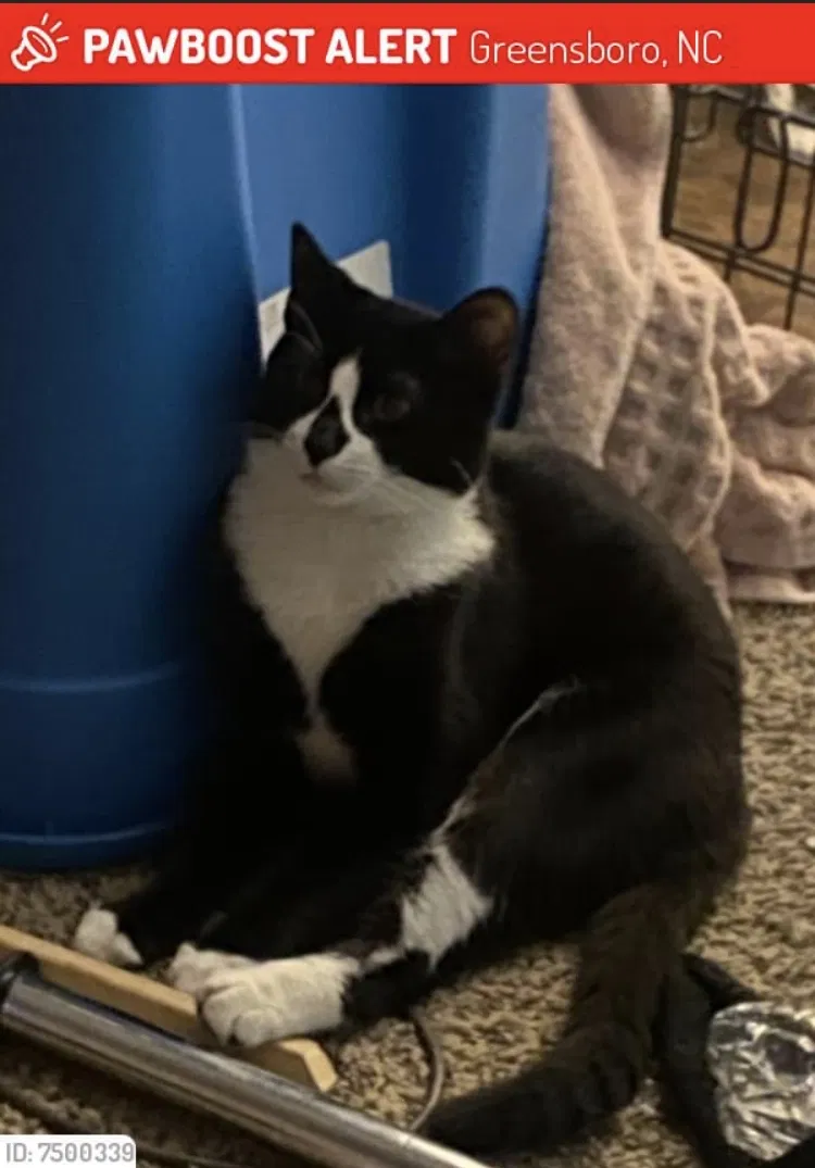 Lost cat in Greensboro, NC, 27407