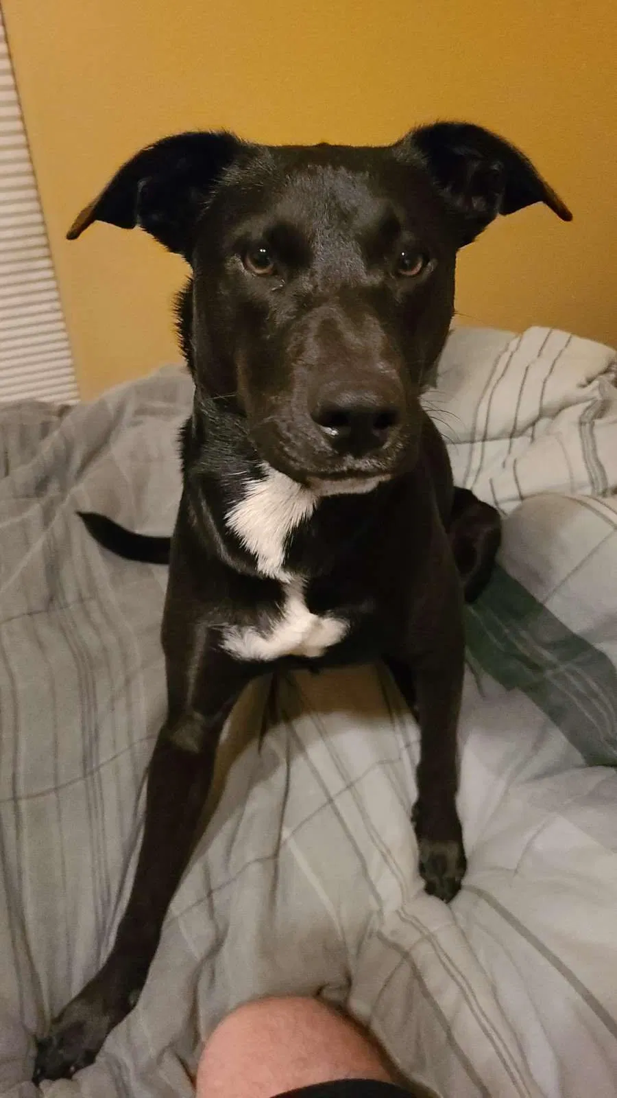 Lost dog in Orange Grove, TX, 78372