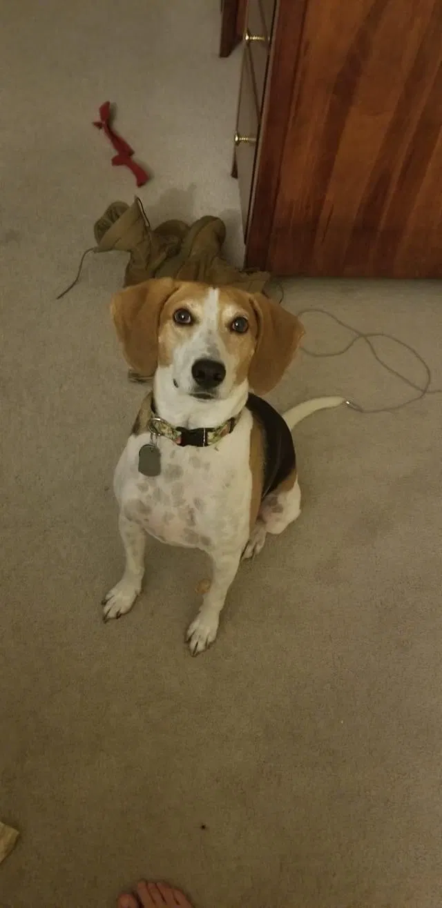 Lost dog in Richmond, VA, 23223