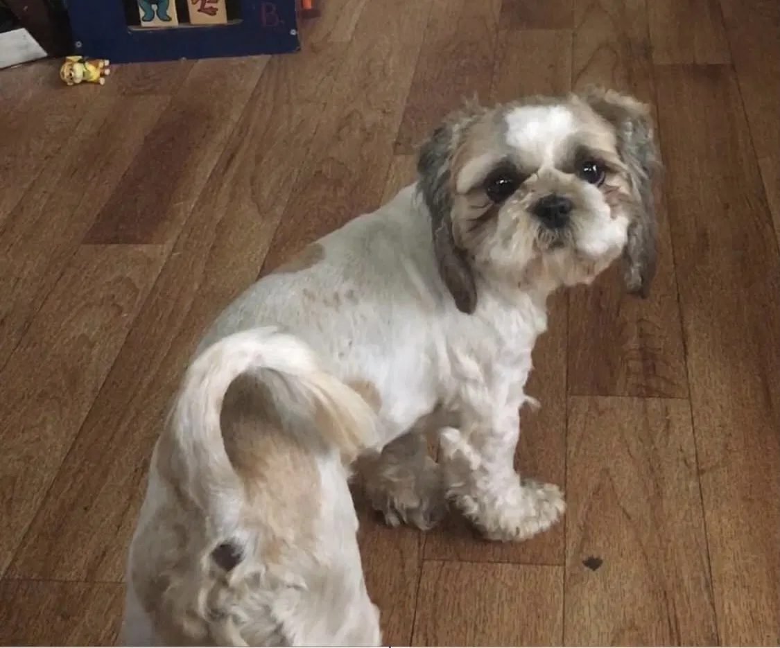 Lost dog in Chula Vista, CA, 91911