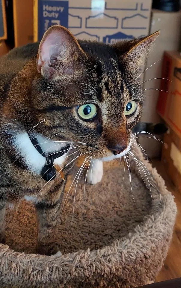Lost cat in Leesburg, VA, 20176