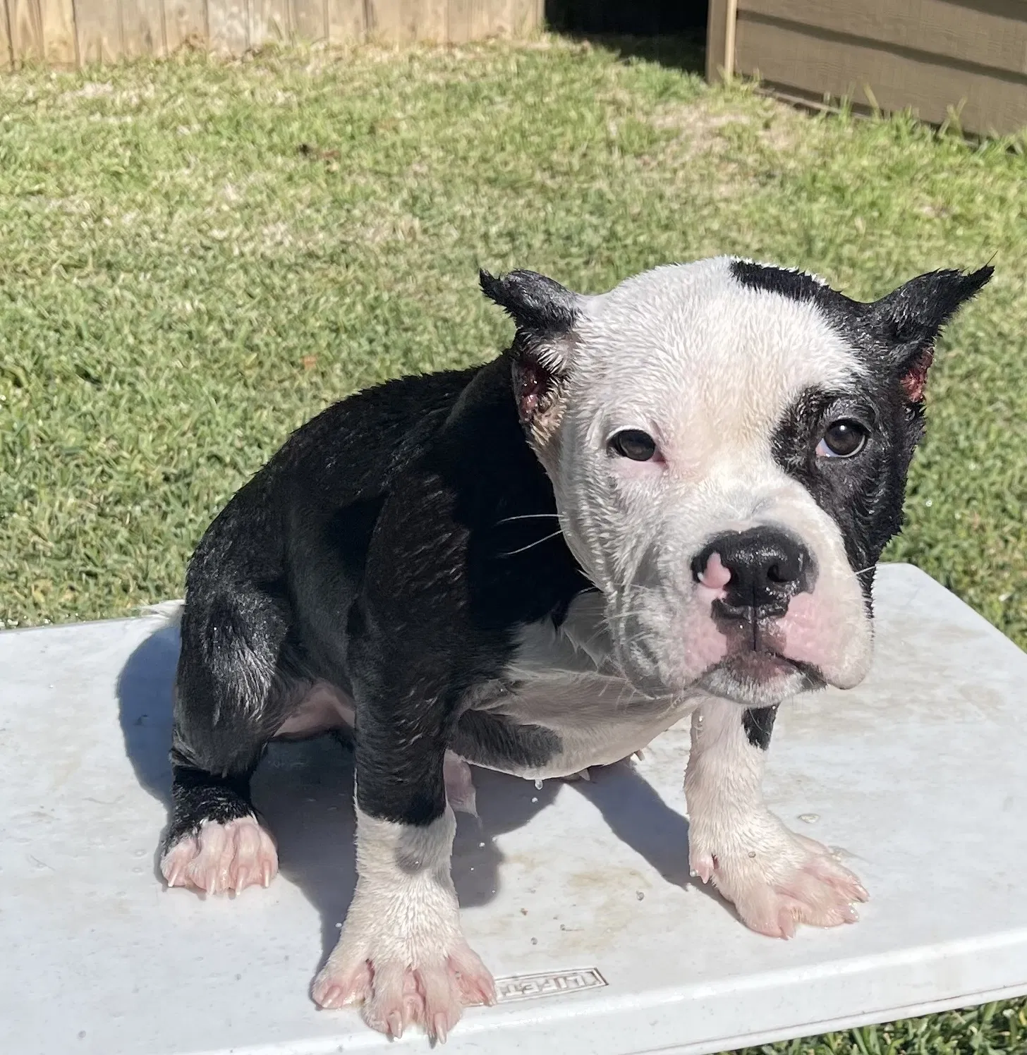 Lost dog in Fort Worth, TX, 76112