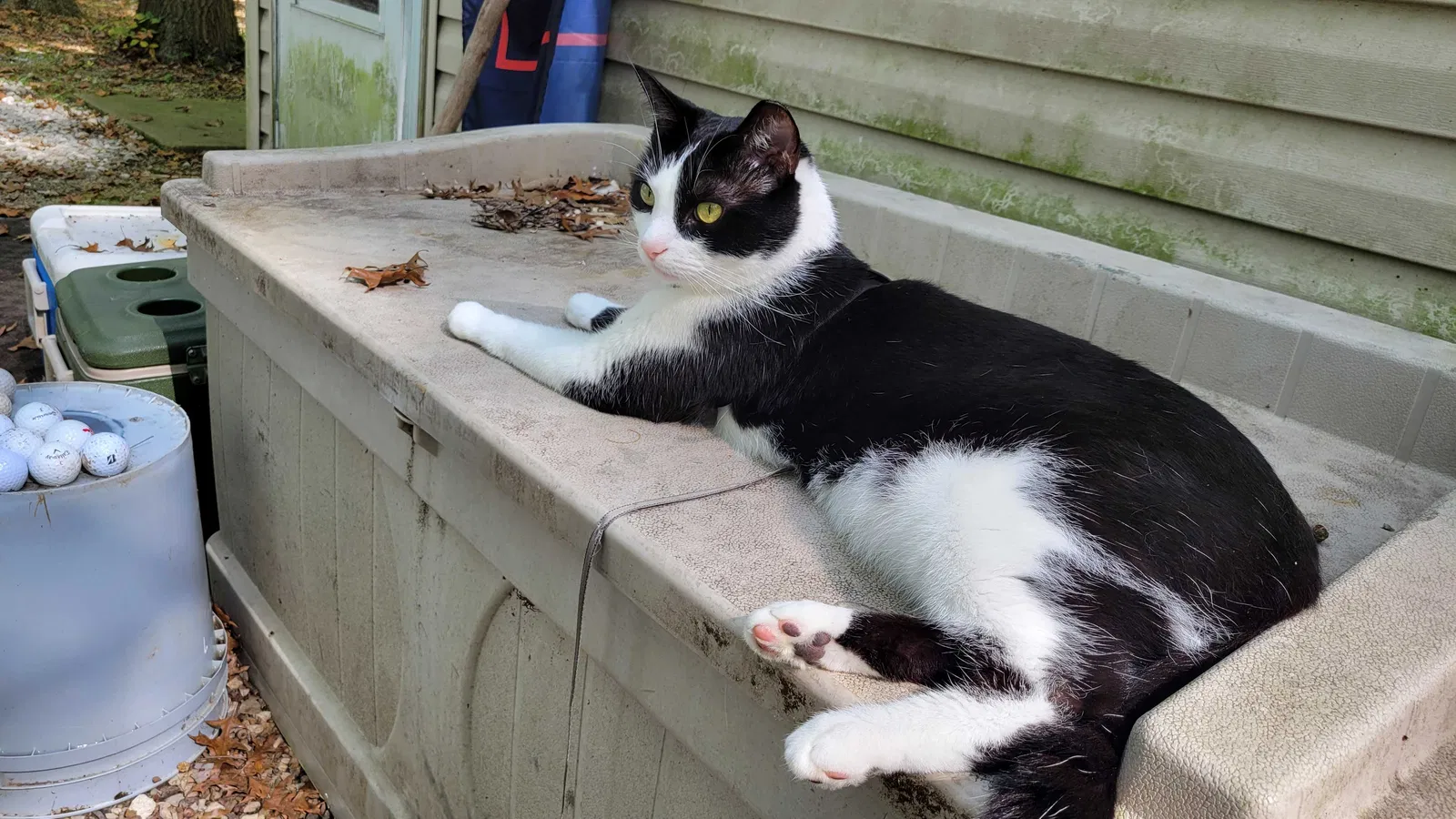 Lost cat in Olmsted Falls, OH, 44138
