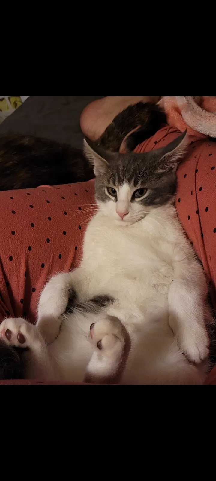 Lost cat in Manzanola, CO, 81058