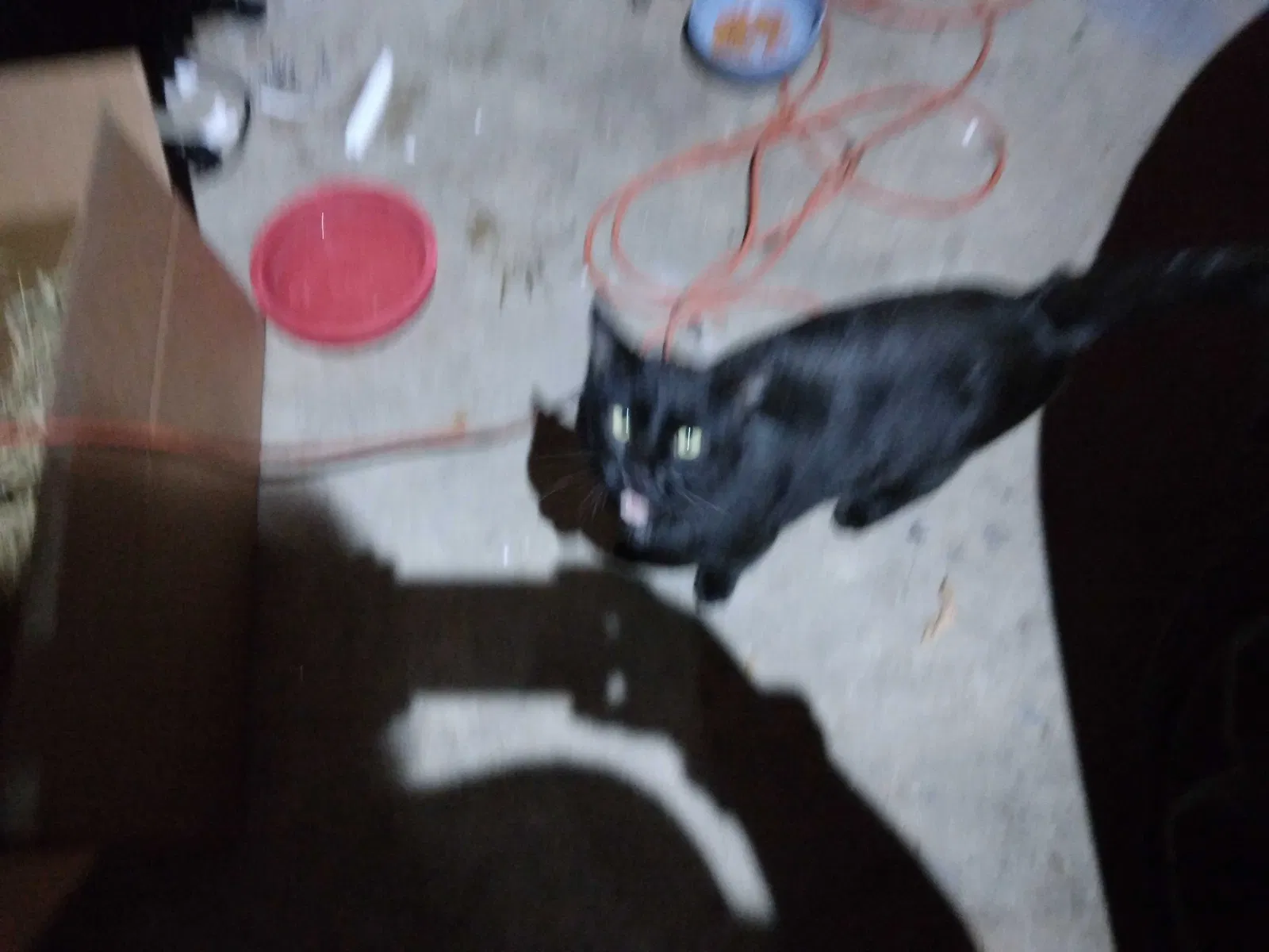 Found cat in Fremont, MI, 49412