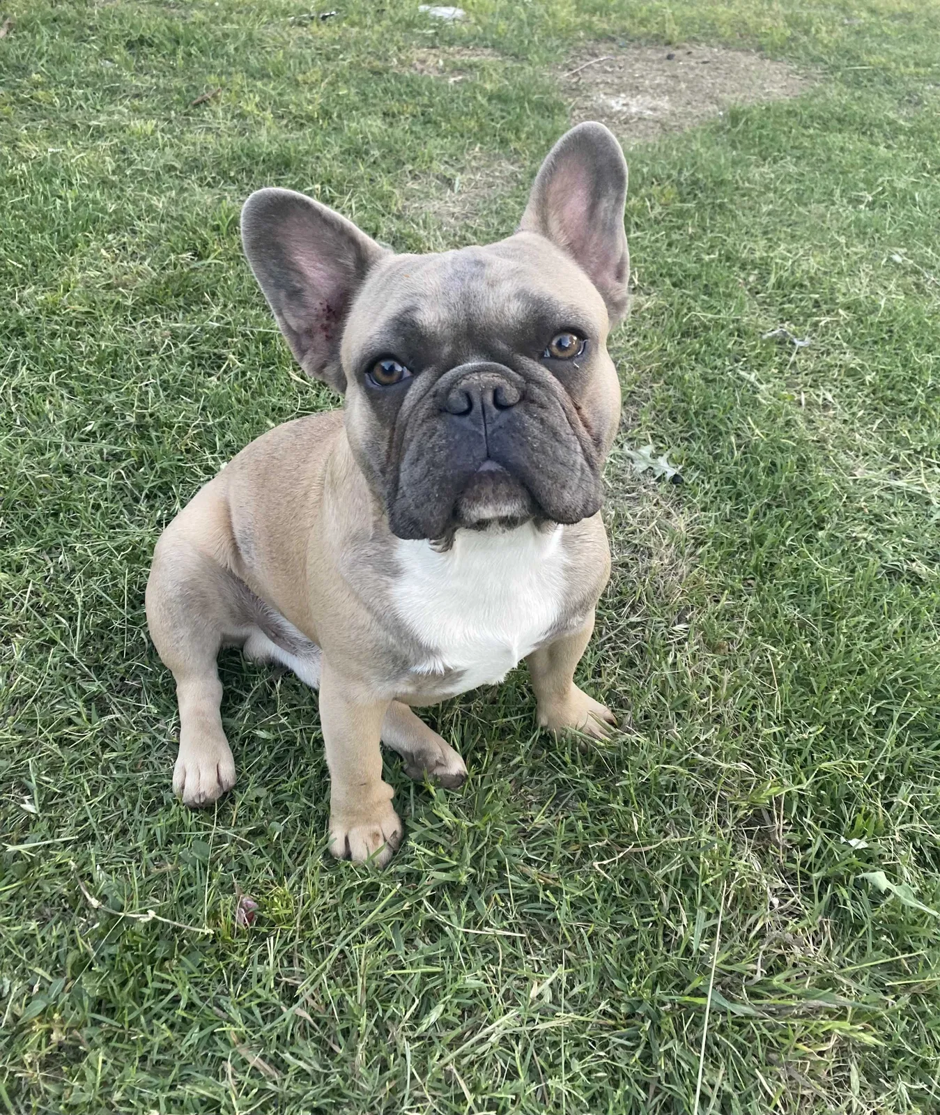 Lost dog in San Antonio, TX, 78228