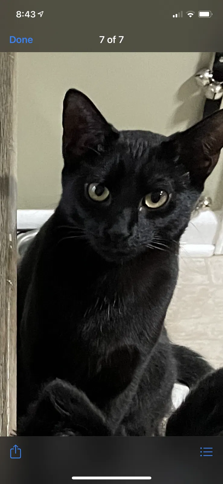 Lost cat in New Castle, DE, 19720