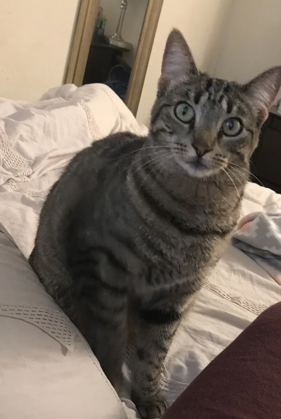 Lost cat in Pittsburg, CA, 94565