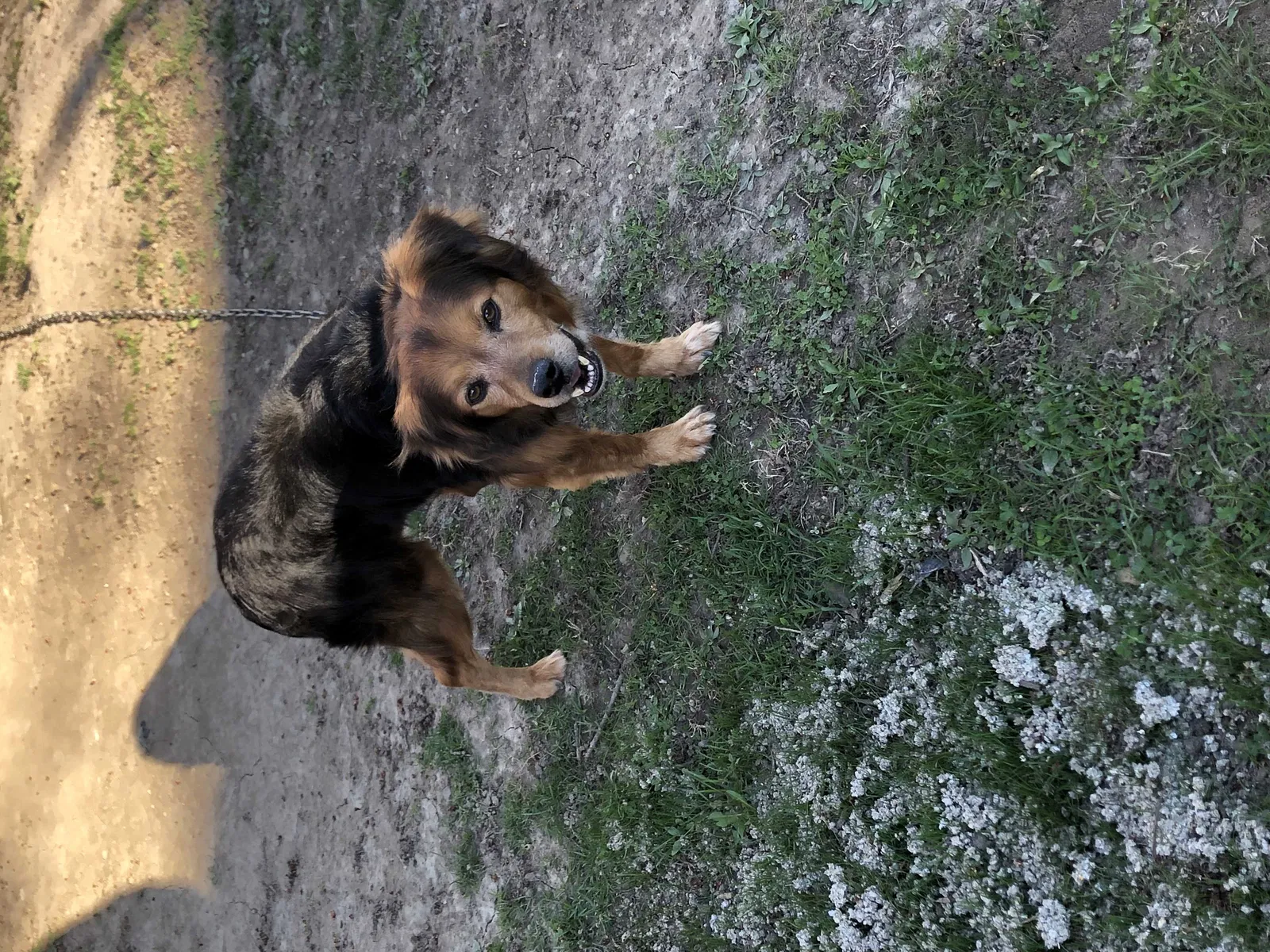 Lost dog in Indianapolis, IN, 46254