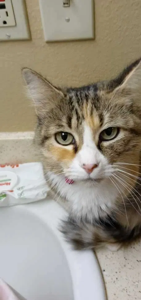 Lost cat in Parker, CO, 80134