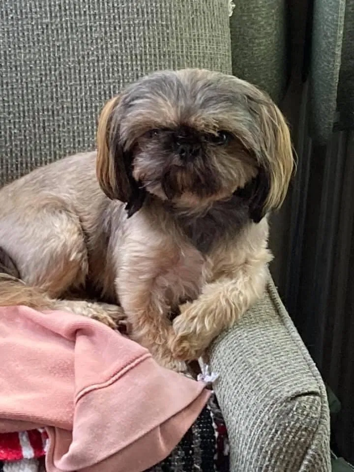 Lost dog in Eatonville, WA, 98328