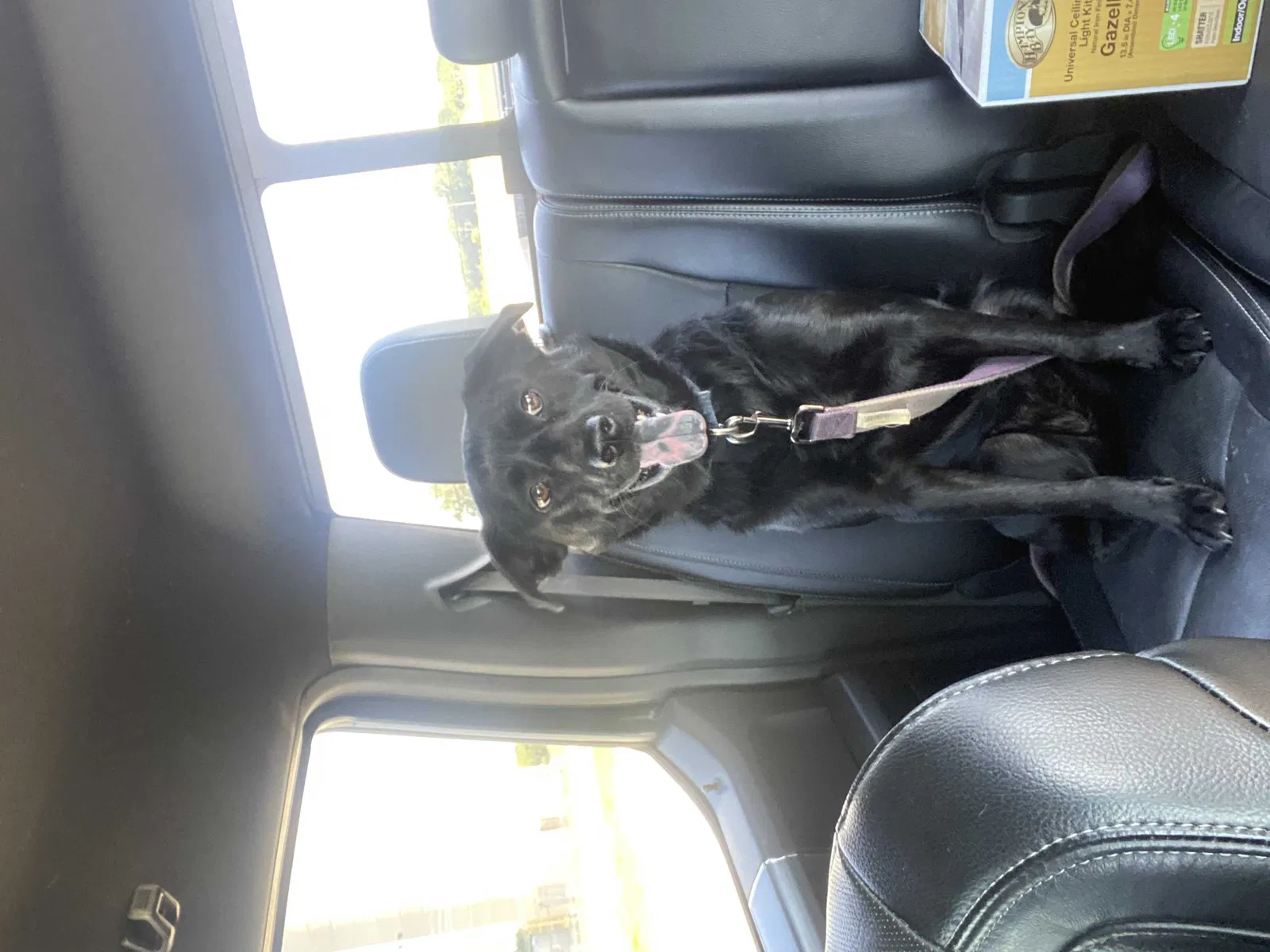 Lost dog in Burleson, TX, 76028