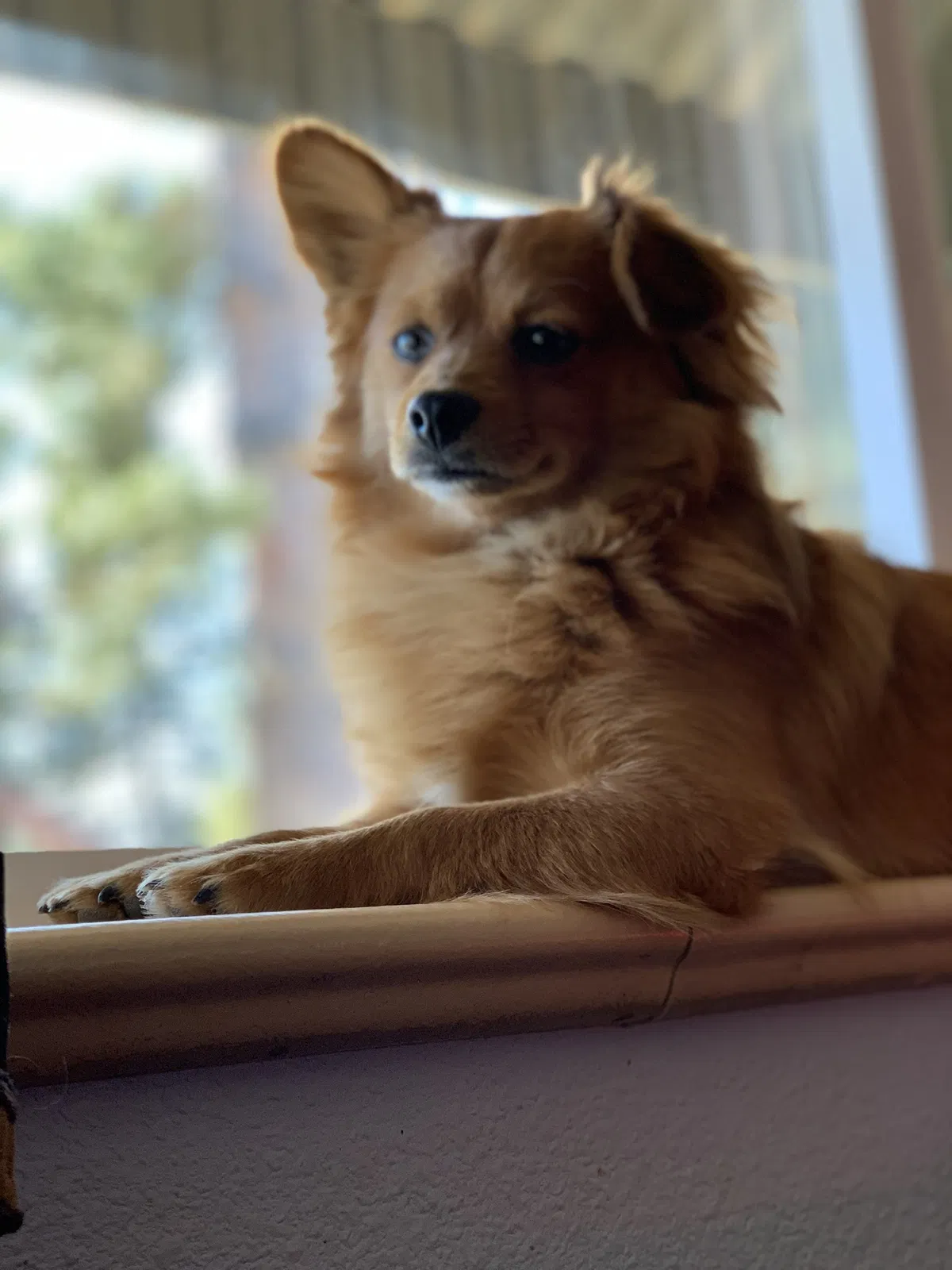 Lost dog in Arvada, CO, 80003