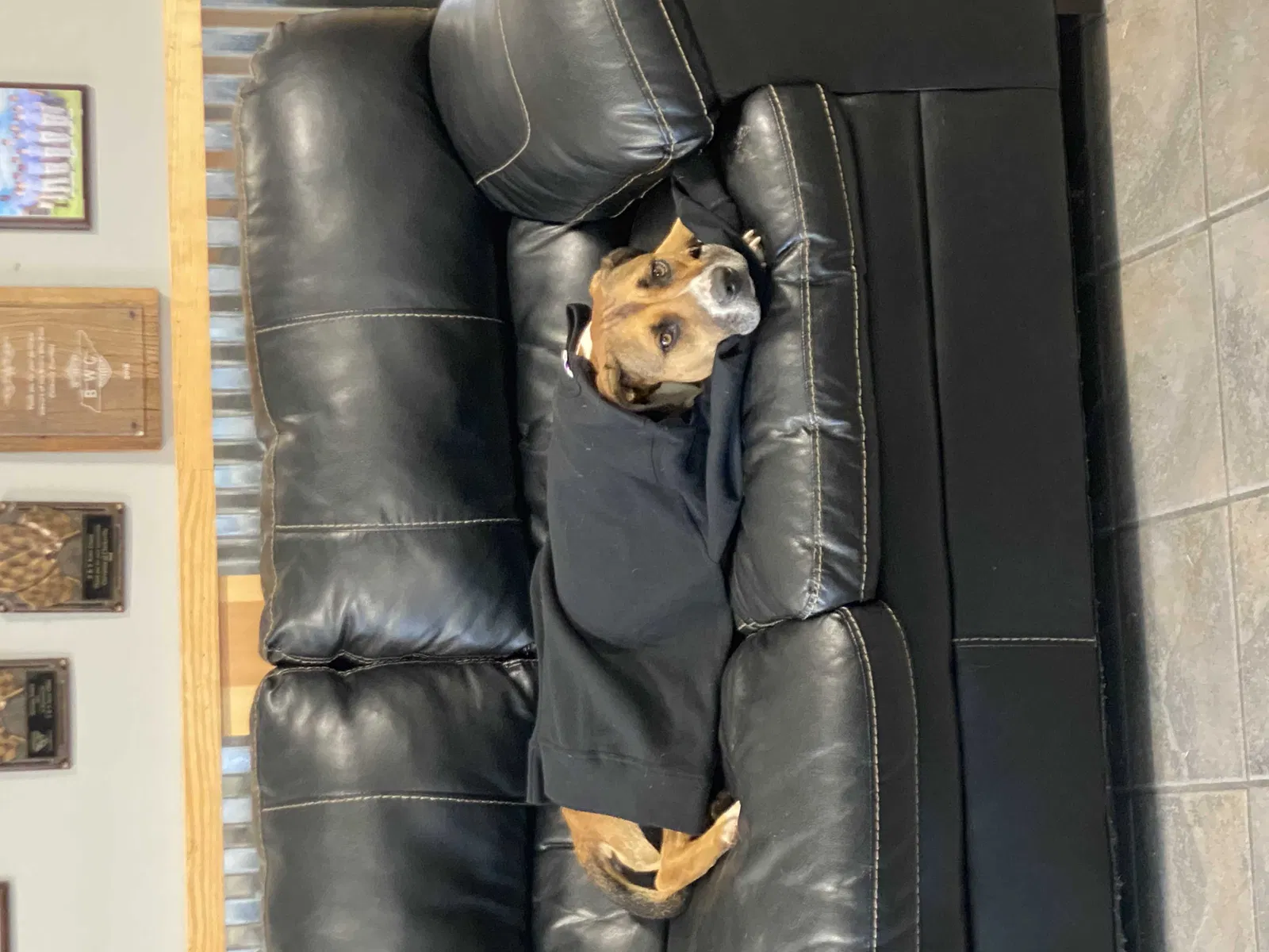 Lost dog in Clarksville, TN, 37042