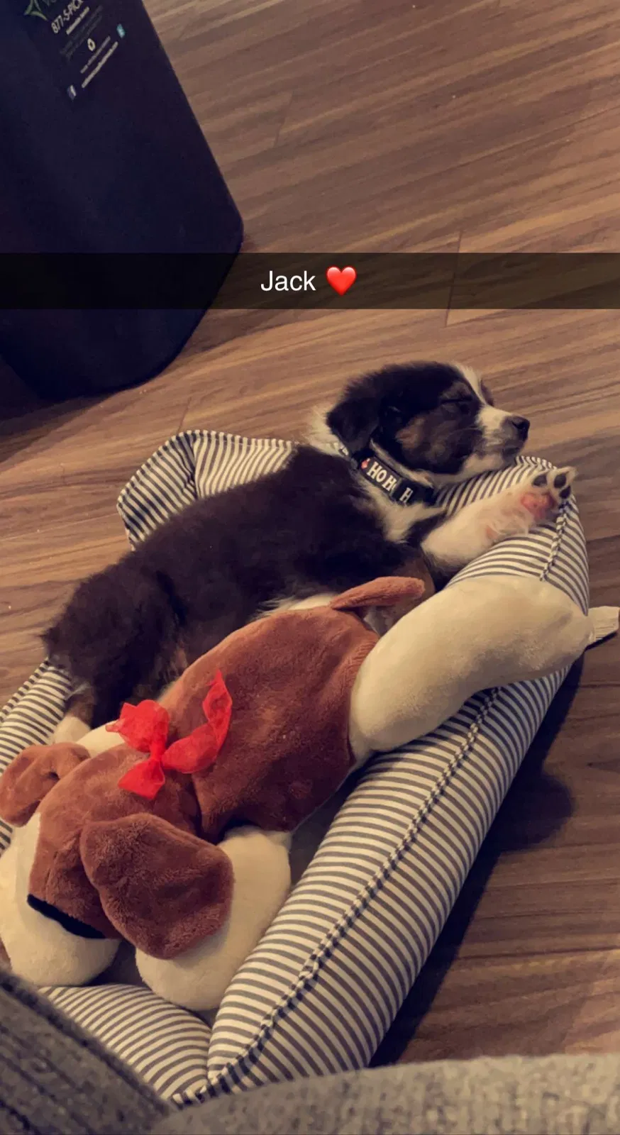 Lost dog in San Antonio, TX, 78227