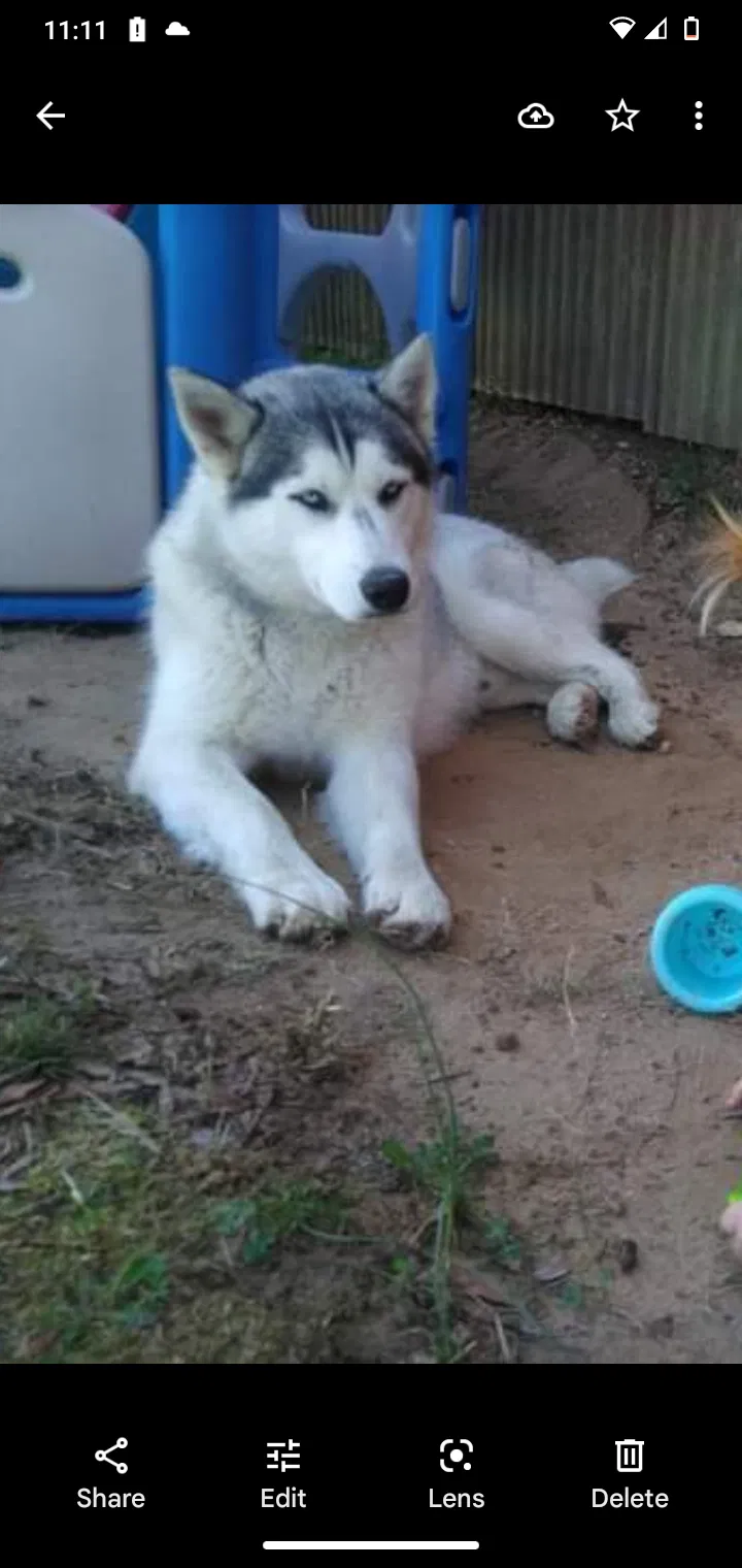 Lost dog in Henagar, AL, 35978