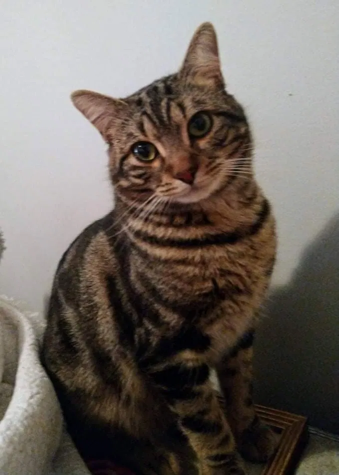 Lost cat in Birmingham, AL, 35216