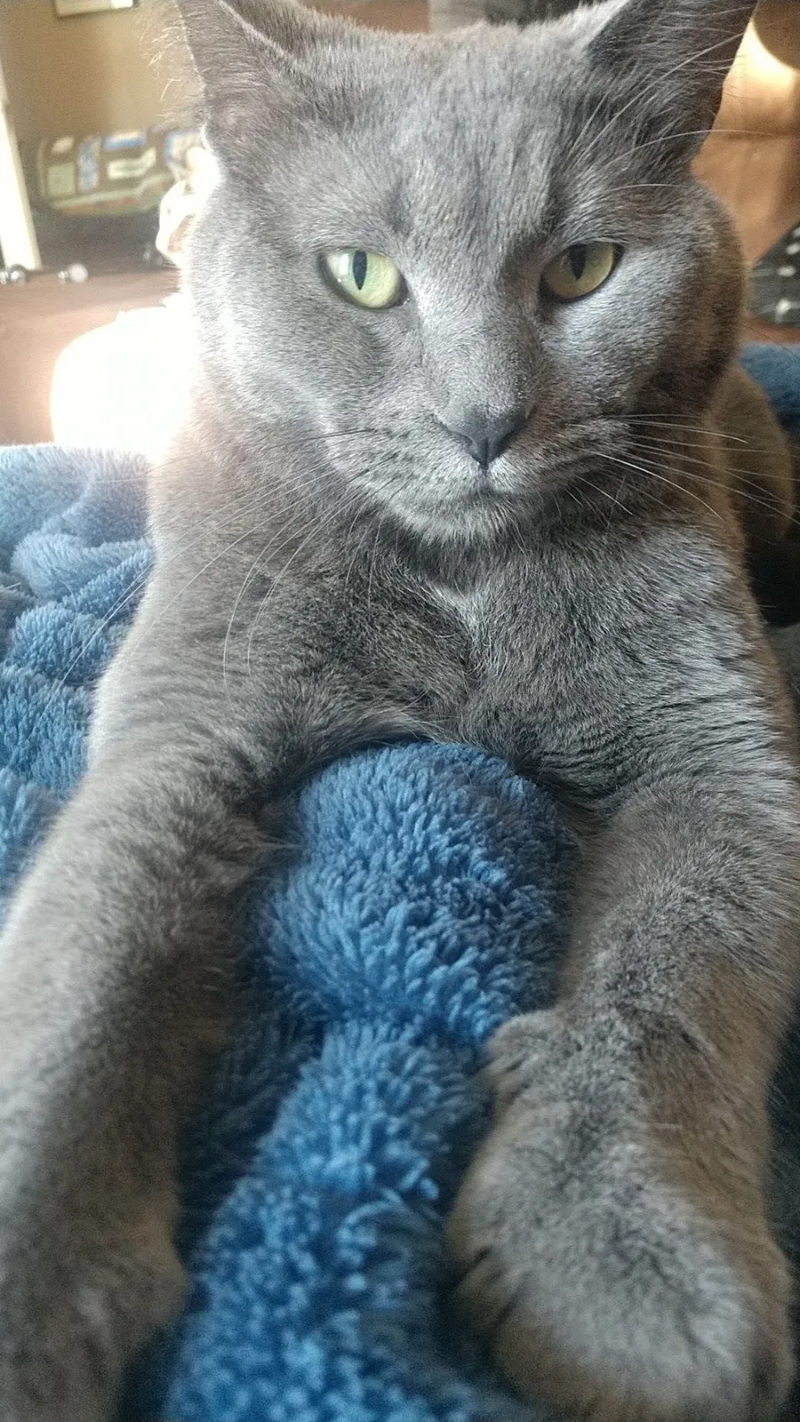Lost cat in Waite Park, MN, 56387