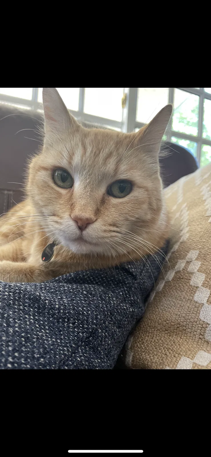 Lost cat in Thousand Oaks, CA, 91360