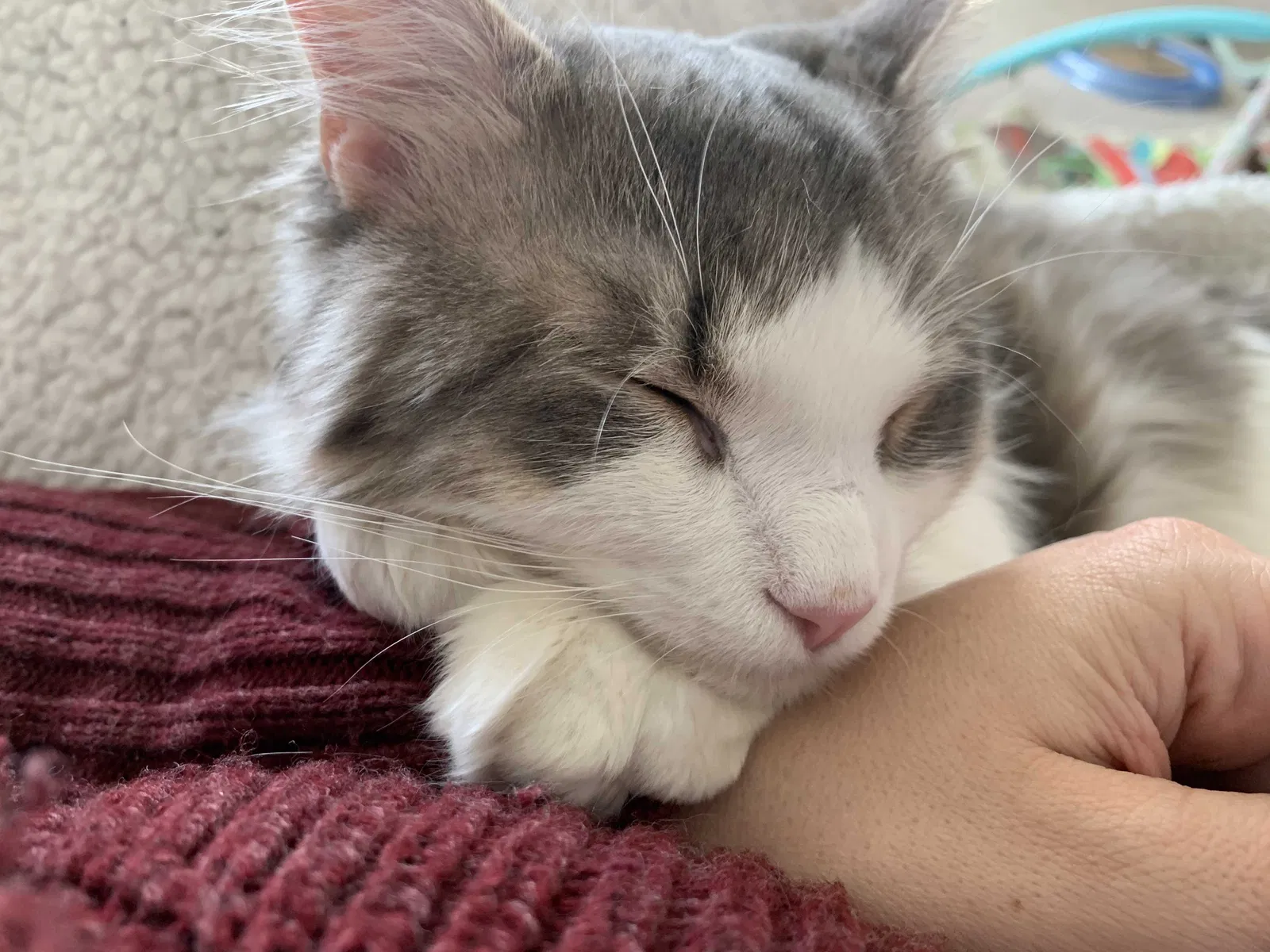 Lost cat in Richmond, VA, 23235