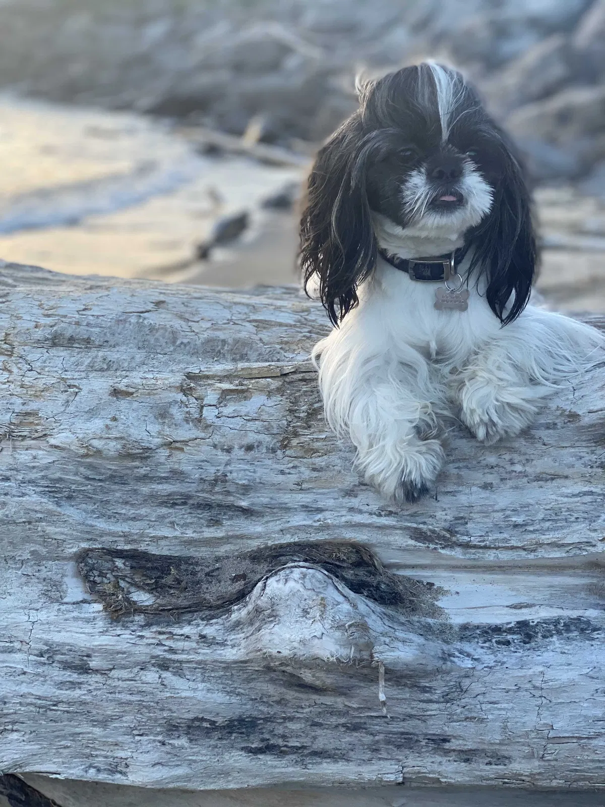 Lost dog in Buffalo, NY, 14209