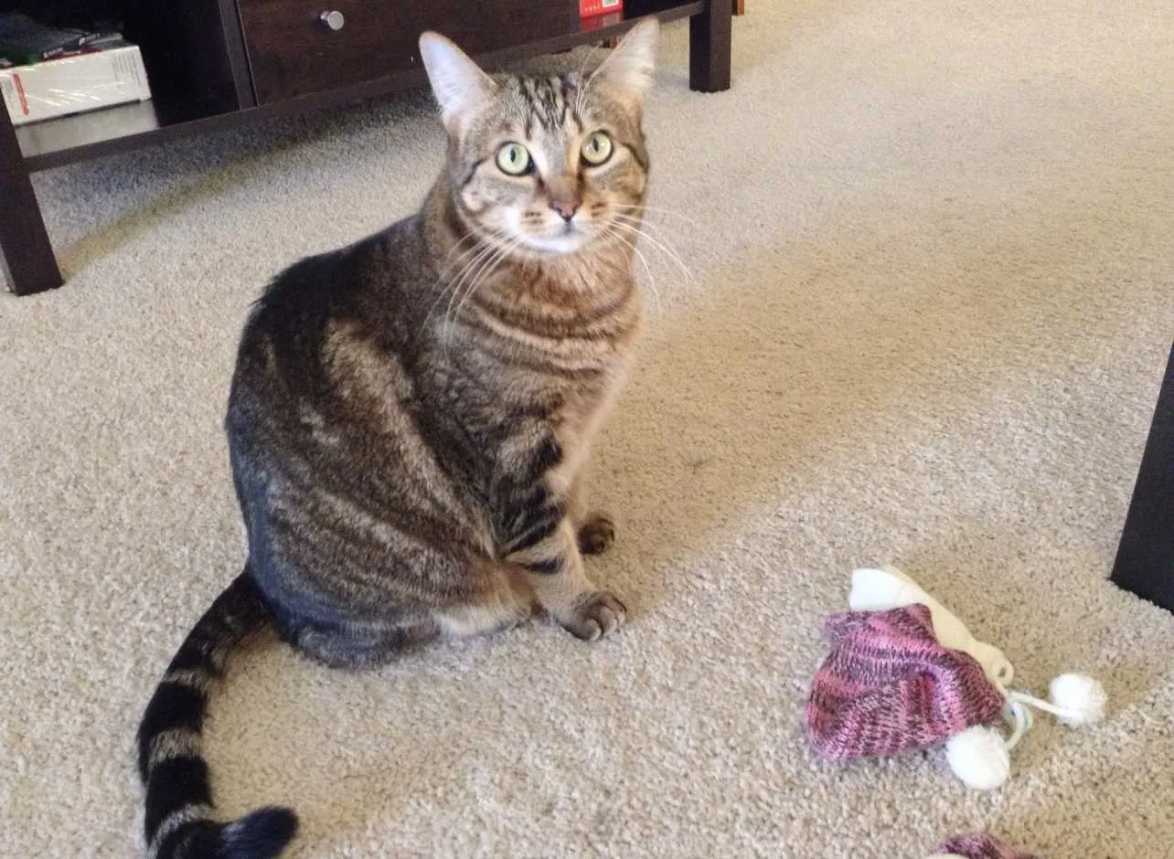 Lost cat in Irvine, CA, 92620