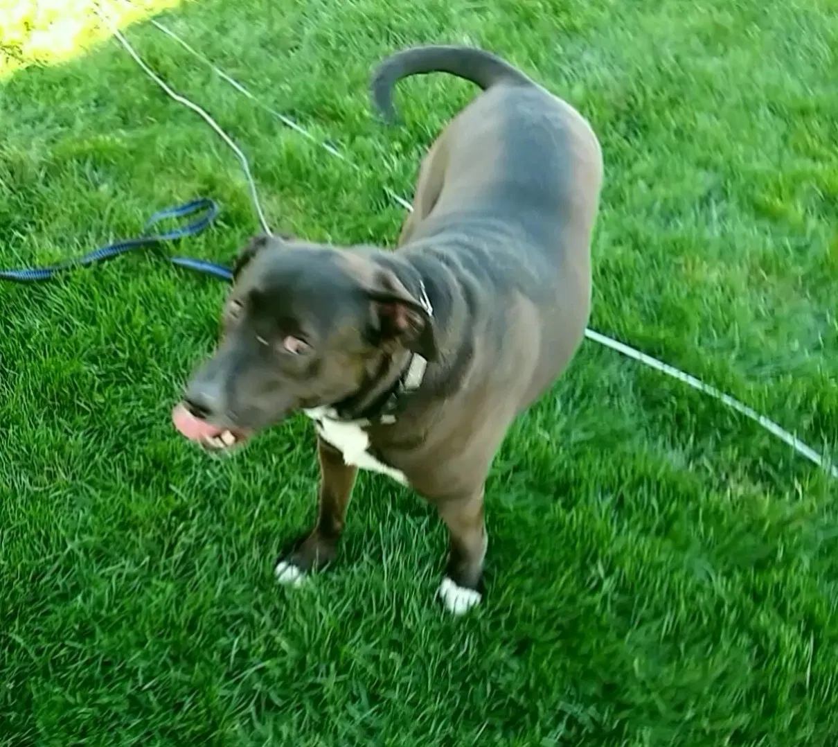 Lost dog in Indianapolis, IN, 46219