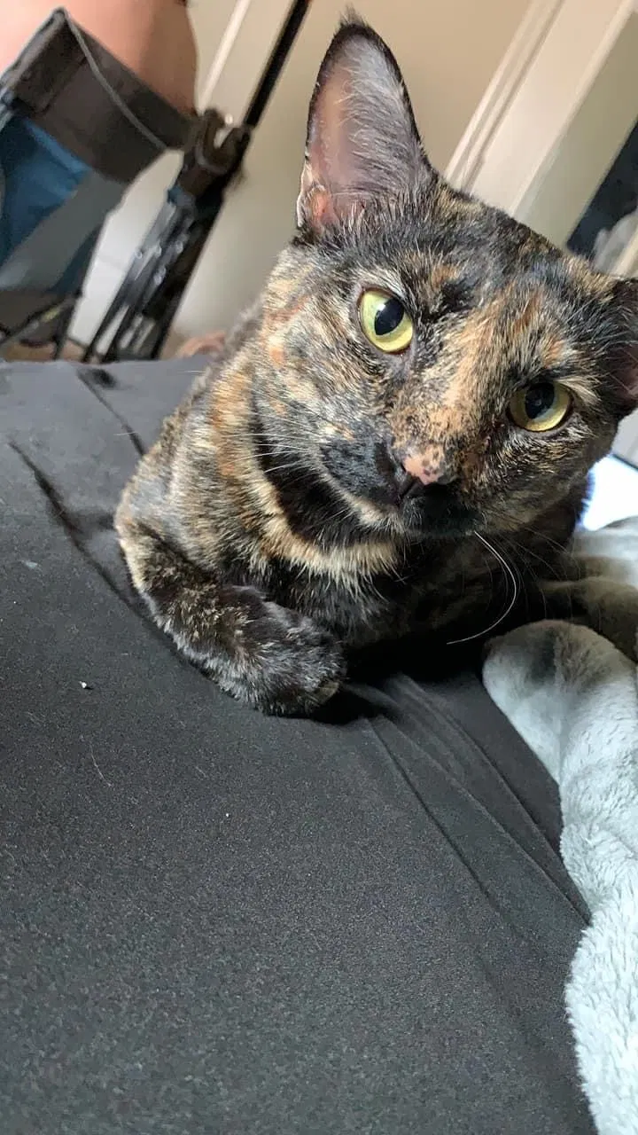 Lost cat in Athens, AL, 35611