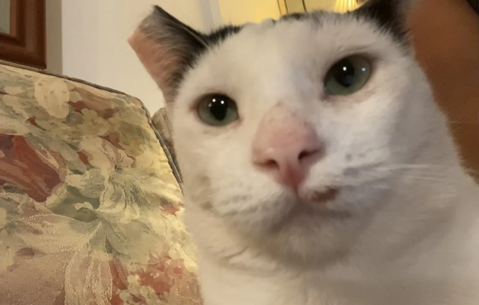 Lost cat in Lahaina, HI, 96761