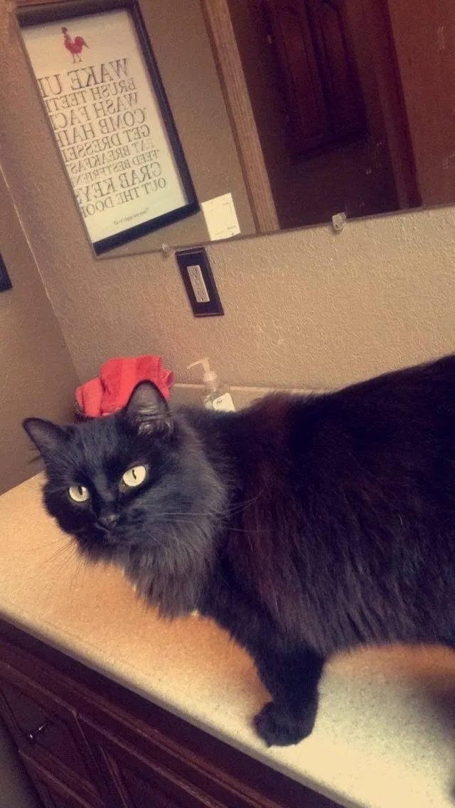 Lost cat in Eugene, OR, 97404
