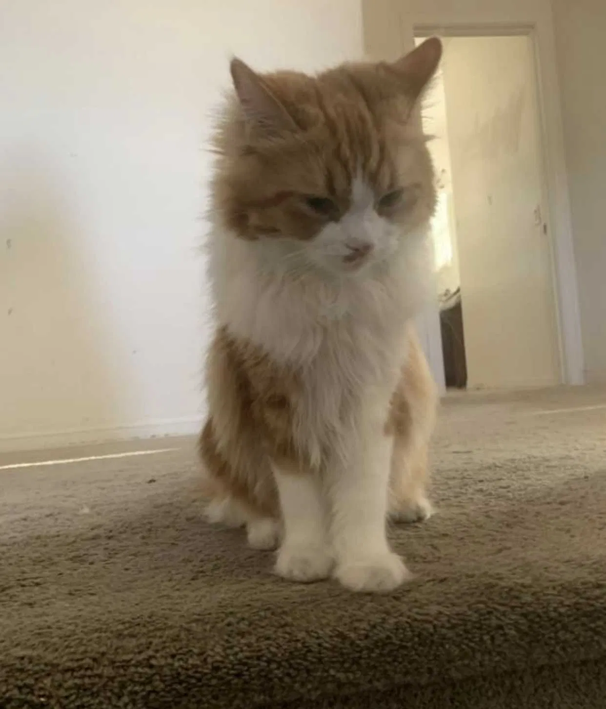 Lost cat in El Cajon, CA, 92019