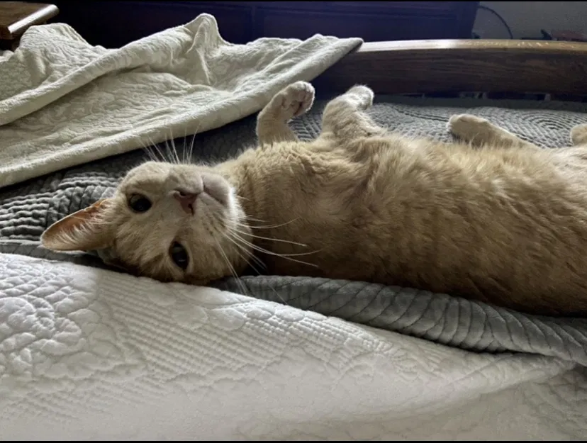 Lost cat in Fort Collins, CO, 80526