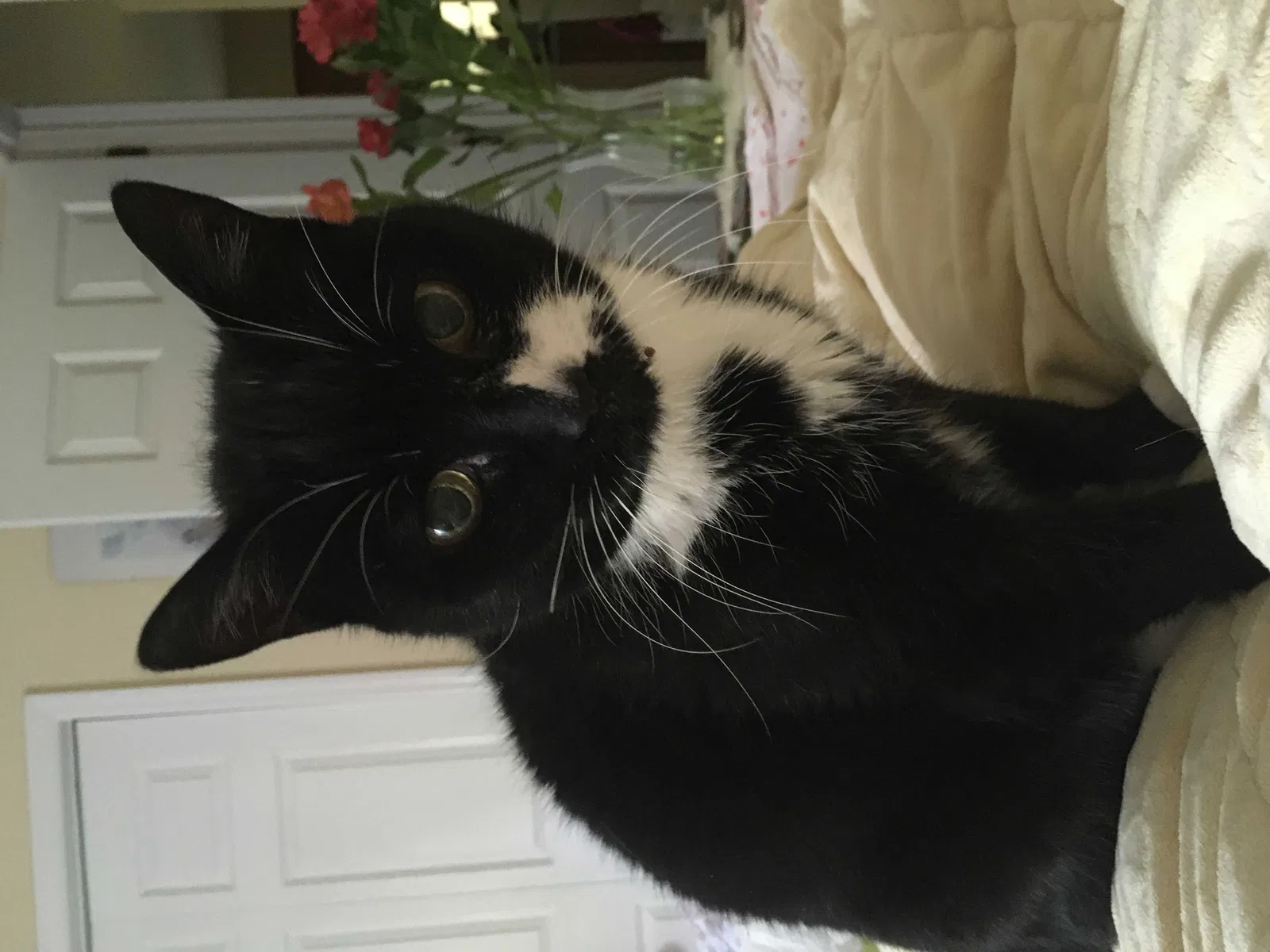 Lost cat in Richmond, VA, 23220