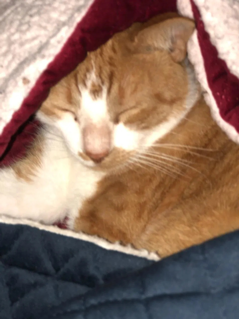 Lost cat in Cape Coral, FL, 33991