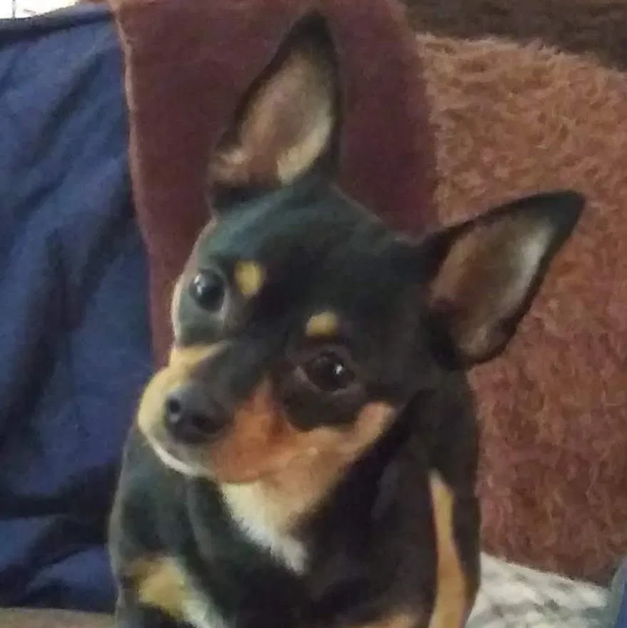 Lost dog in Denver, CO, 80236