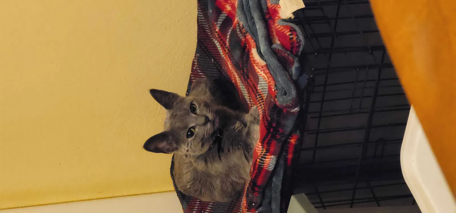 Lost cat in Loves Park, IL, 61111