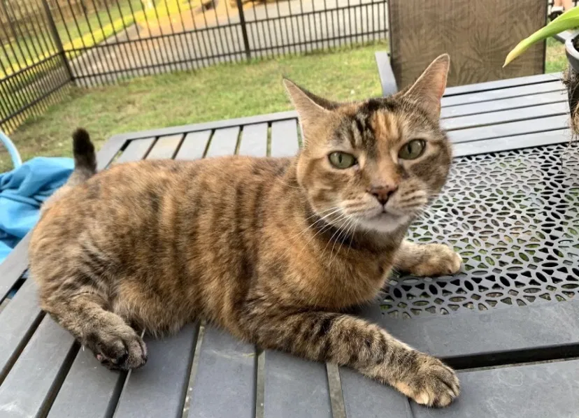 Lost cat in Hampton, VA, 23666