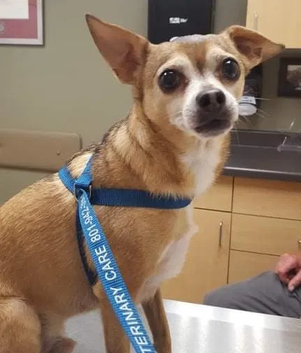 Lost dog in Salt Lake City, UT, 84115