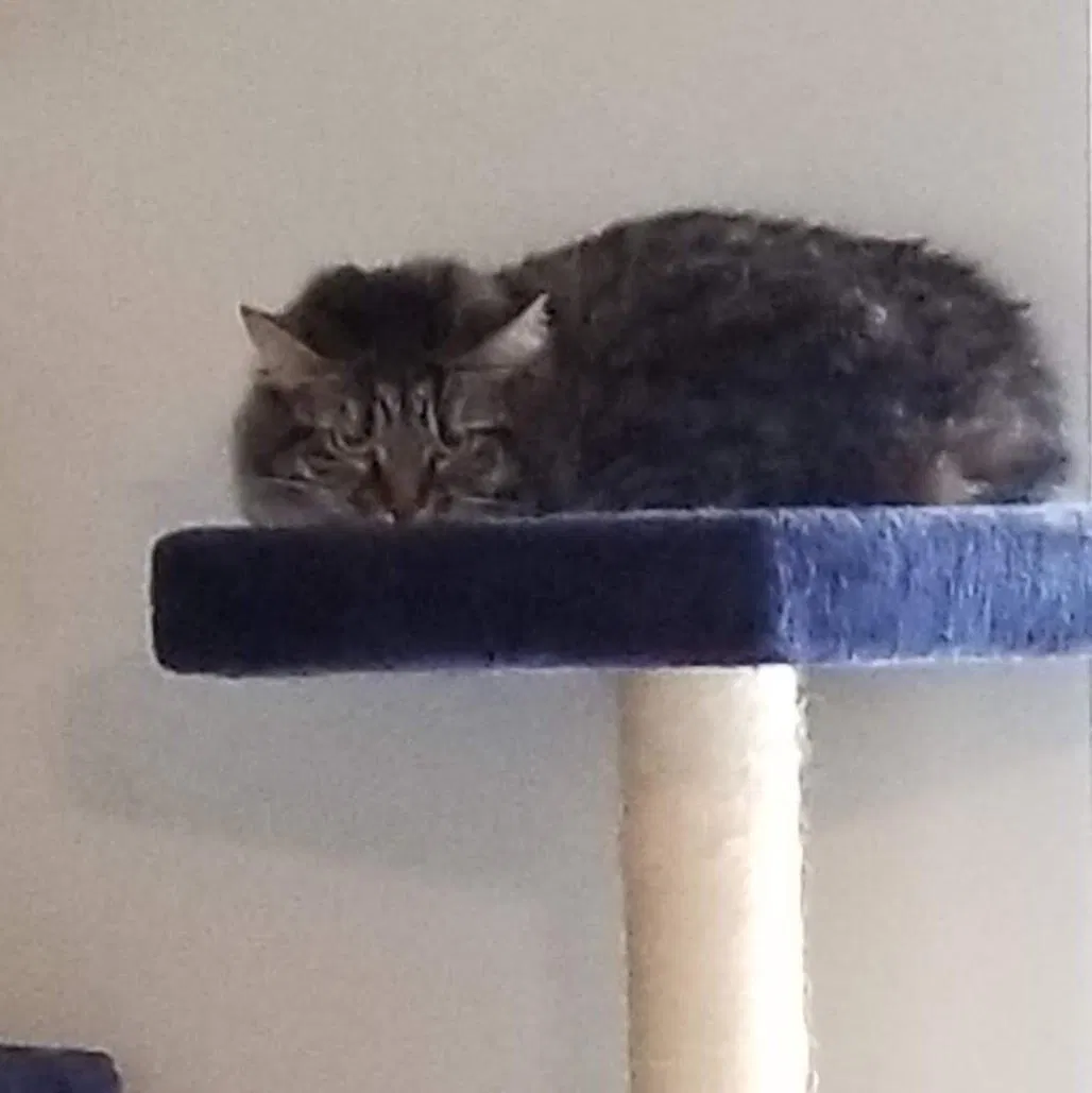 Lost cat in Long Beach, CA, 90805