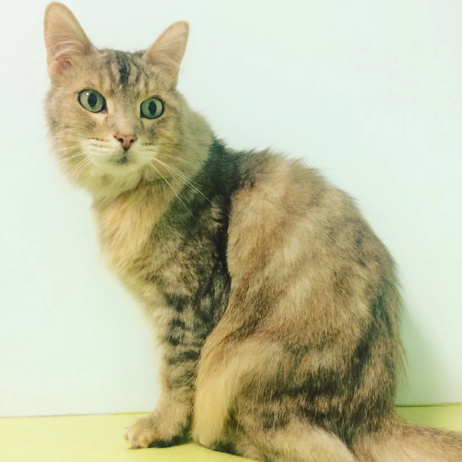 Lost cat in Henrico, VA, 23228